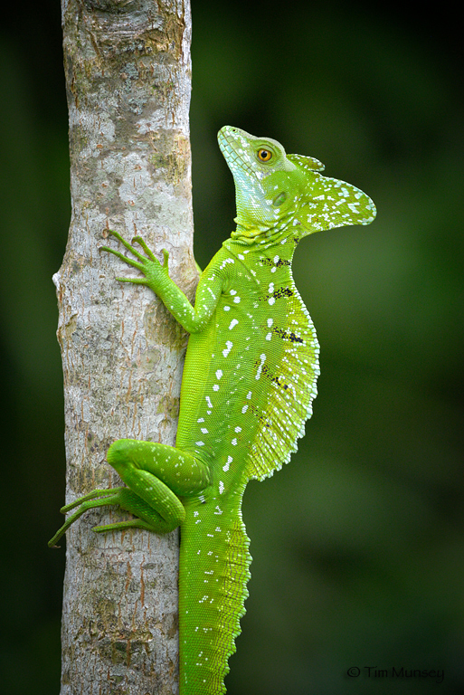 Basil the Lizard